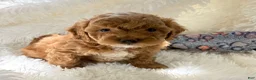 Shihpoo dogs for sale: Shiloh F1B shihpoo - Ad 2