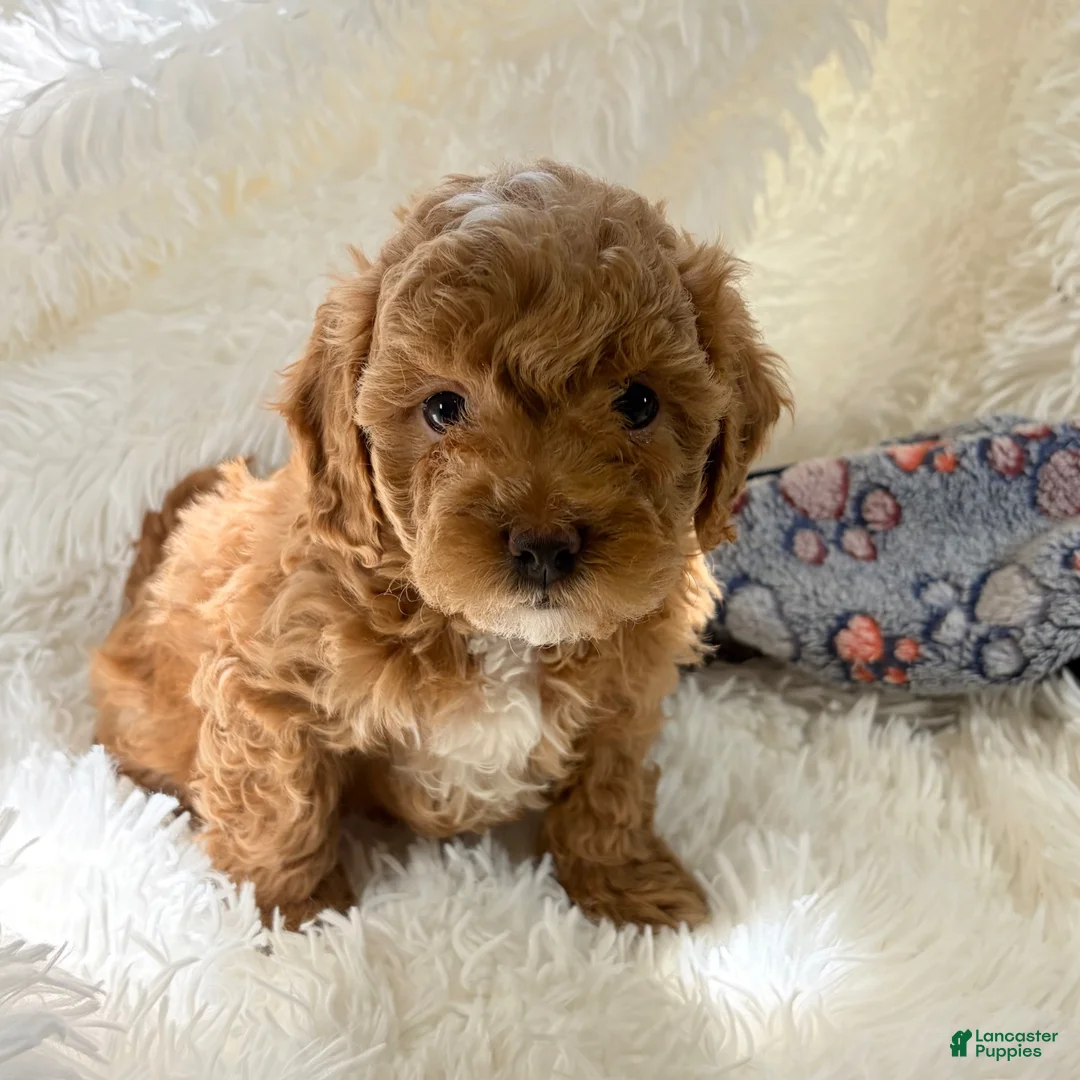 Shihpoo dogs for sale: Shiloh F1B shihpoo - Ad 2