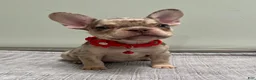 French Bulldog dogs for sale: Shelly - Ad 3