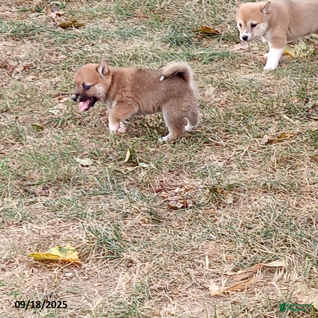 Shiba Inu dogs for sale: Cinnamon - Ad 1