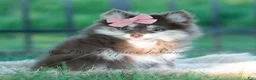 Pomeranian dogs for sale: Cocoa Candy  - Ad 6