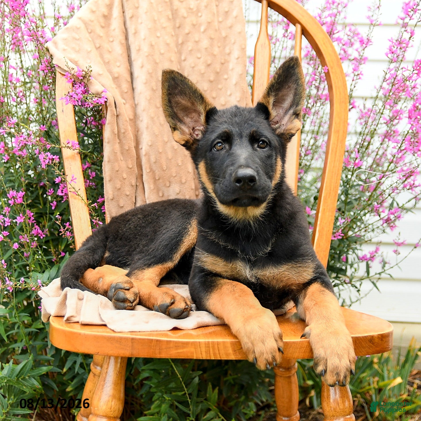 German Shepherd dogs Taffy  - Ad 2