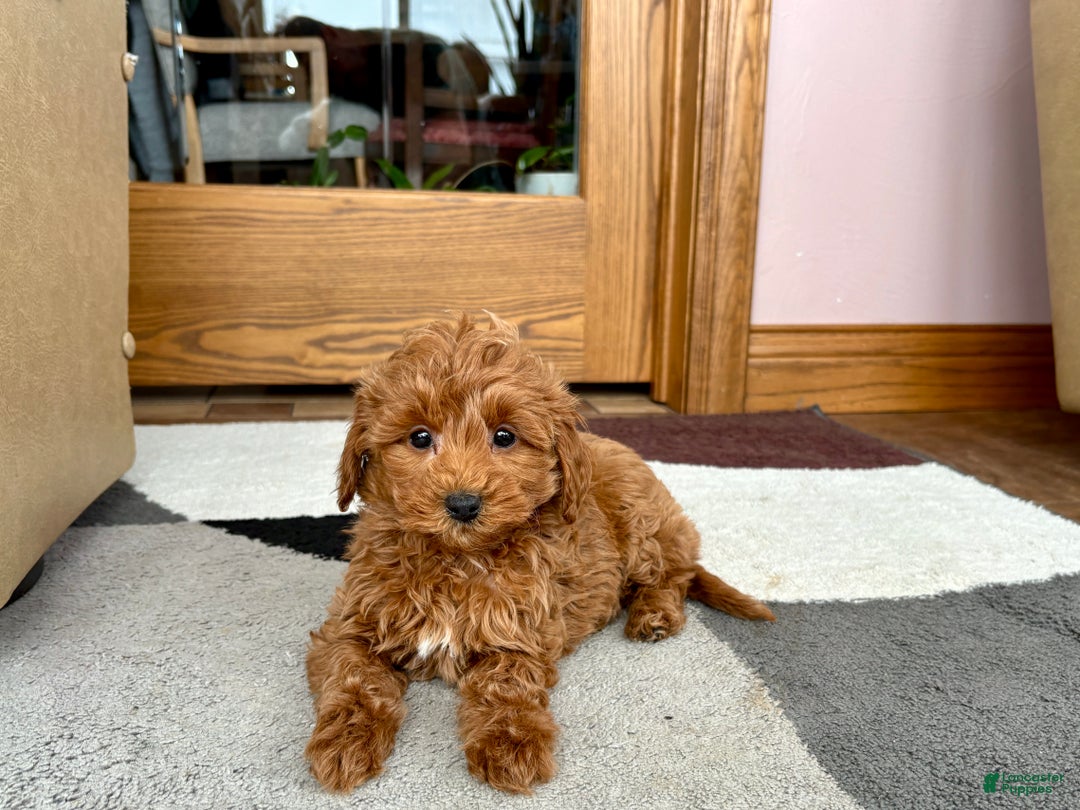 Cavapoo dogs for sale: Cavapoo female Puppy 5 - Ad 9