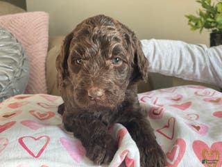 Goldendoodle dogs Ms tan - Ad 10