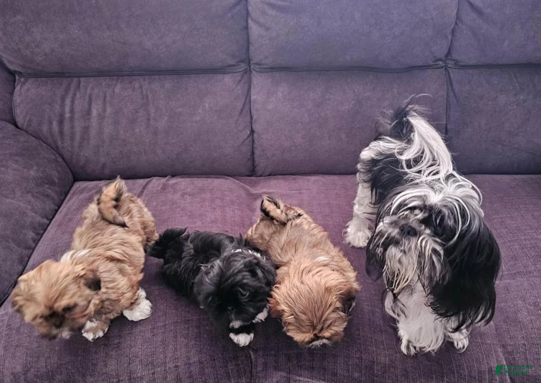 Shih Tzu dogs for sale: Rey - Ad 2