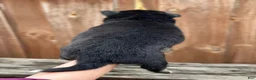 Pomsky dogs for sale: Flint - Ad 6