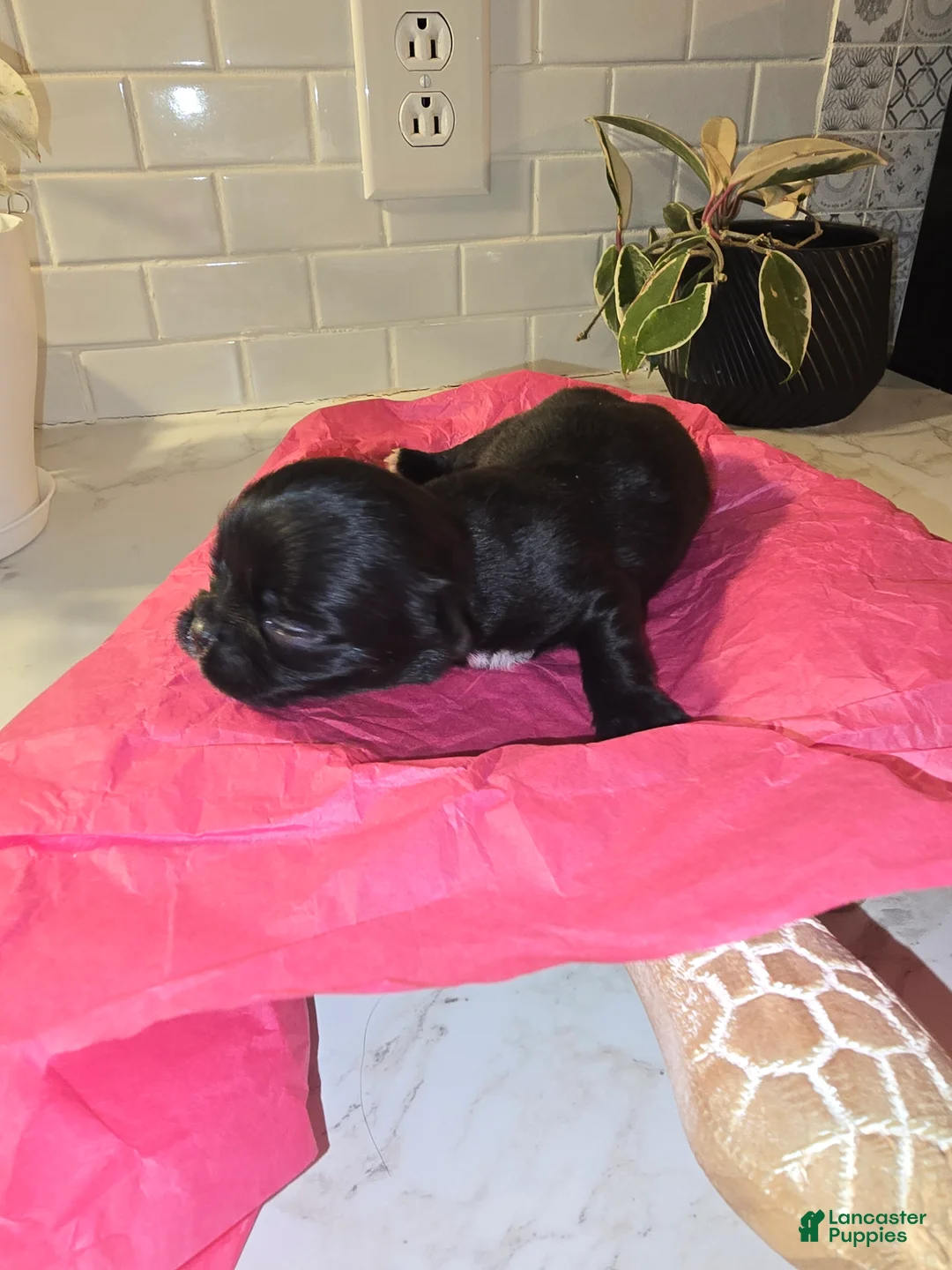 Chihuahua dogs for sale: lady - Ad 4