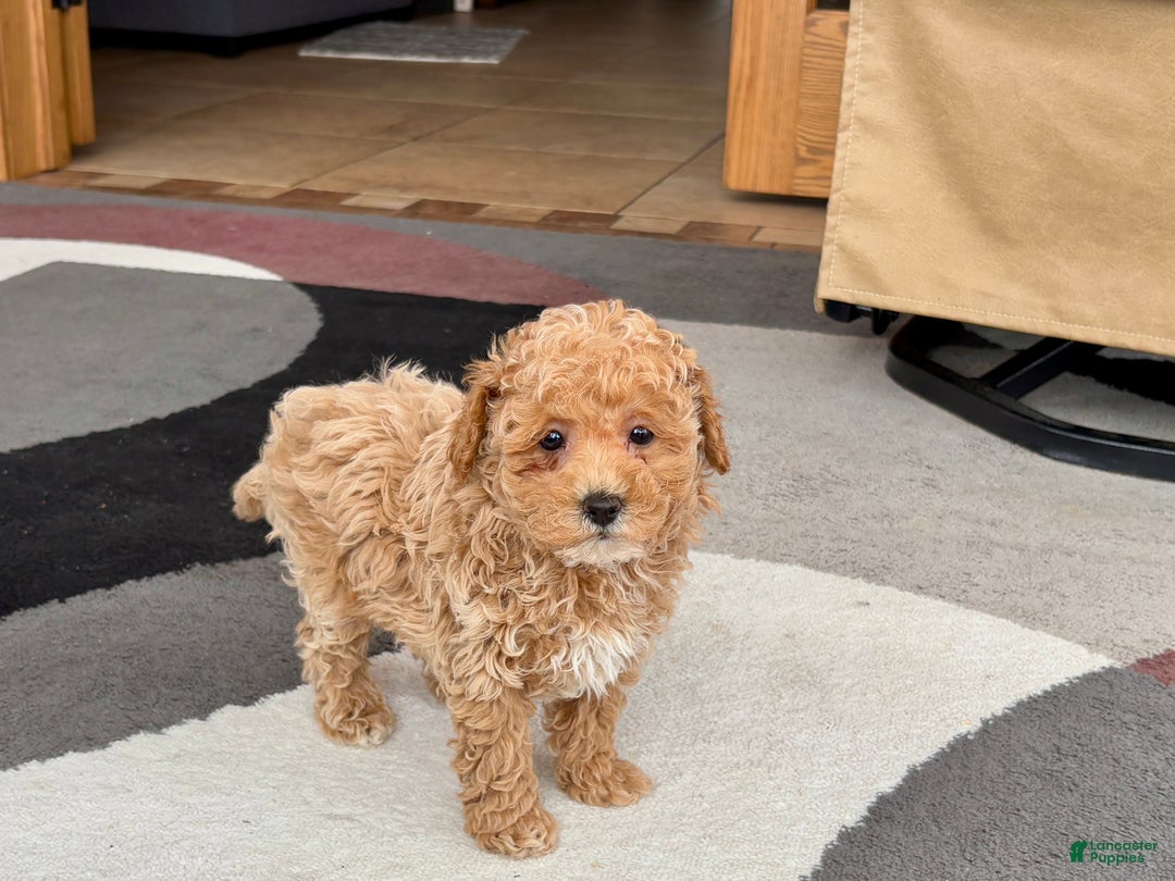 Maltipoo dogs for sale: Maltipoo male 2 - Ad 5