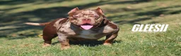 American Bully dogs for sale: Avenga - Ad 5