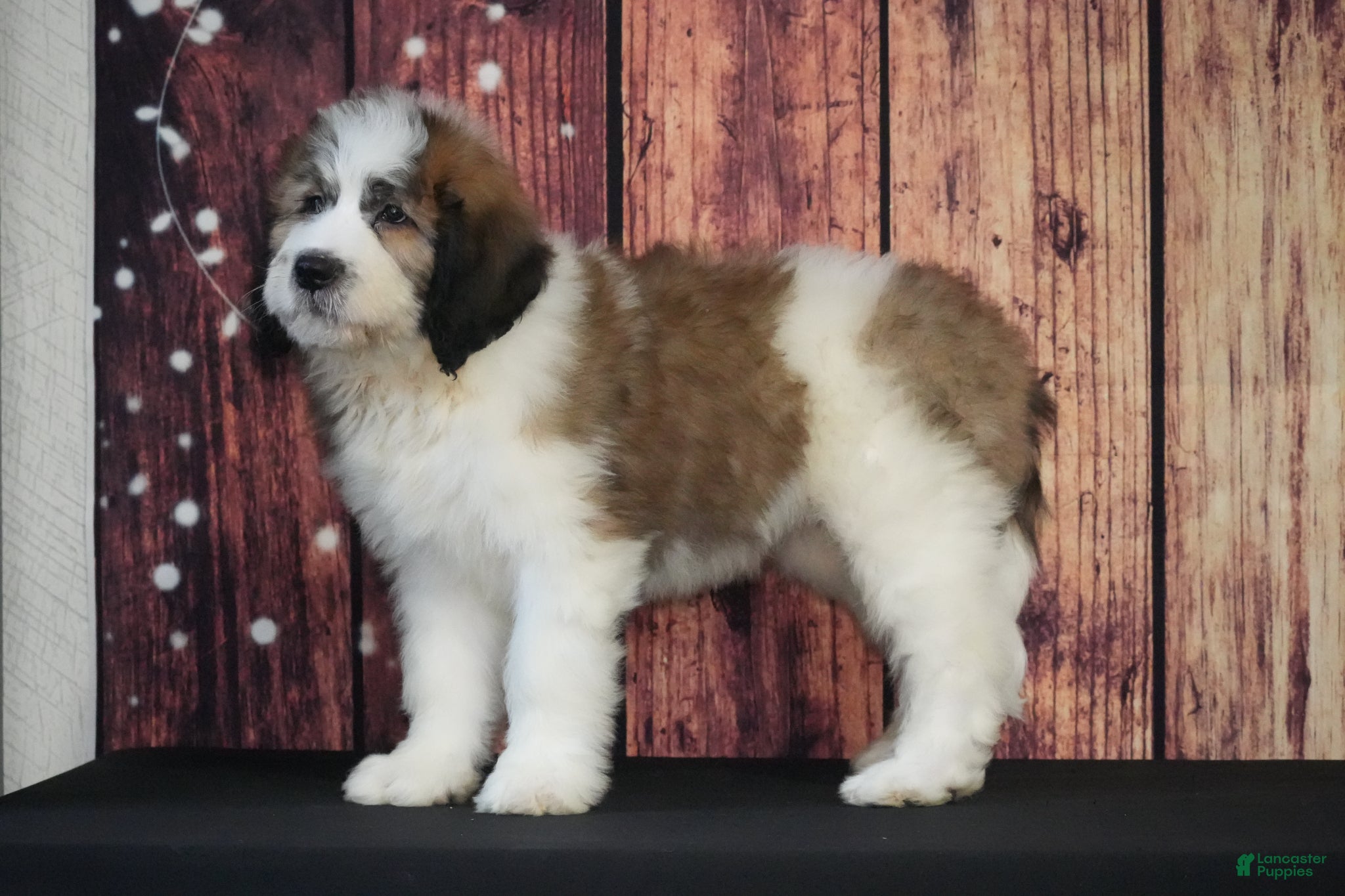 Saint Berdoodles dogs Saint Berdoodles Puppy 2 - Ad 9