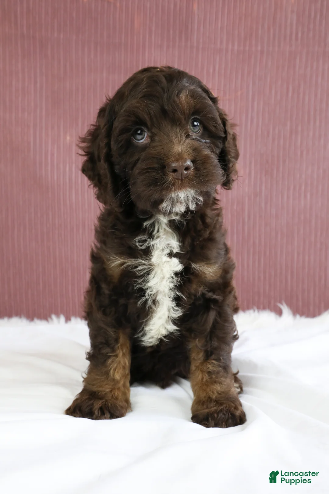 Cockapoo dogs for sale: Ash 🐦‍🔥 - Ad 1