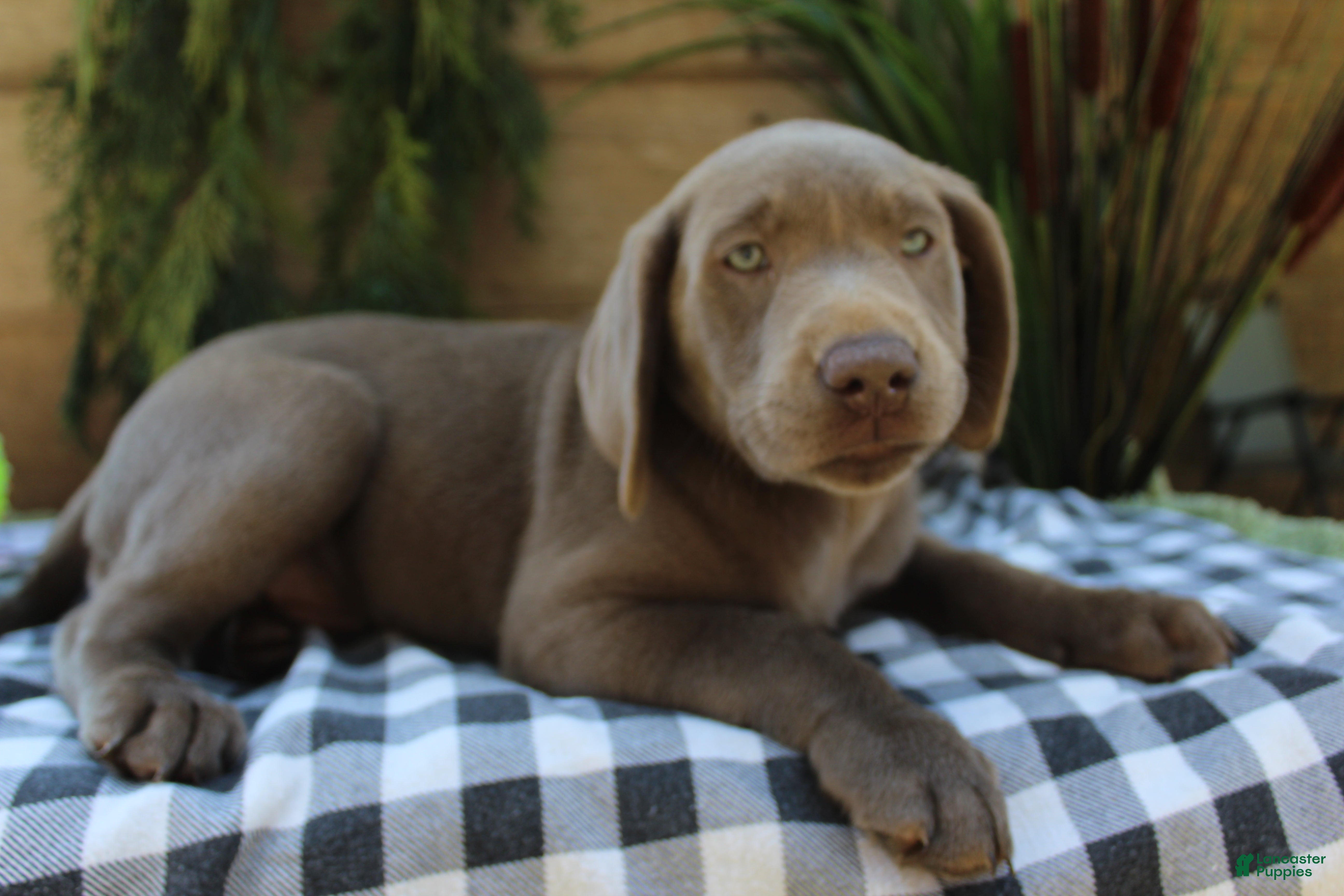 Labrador Retriever dogs Silver sissy - Ad 1