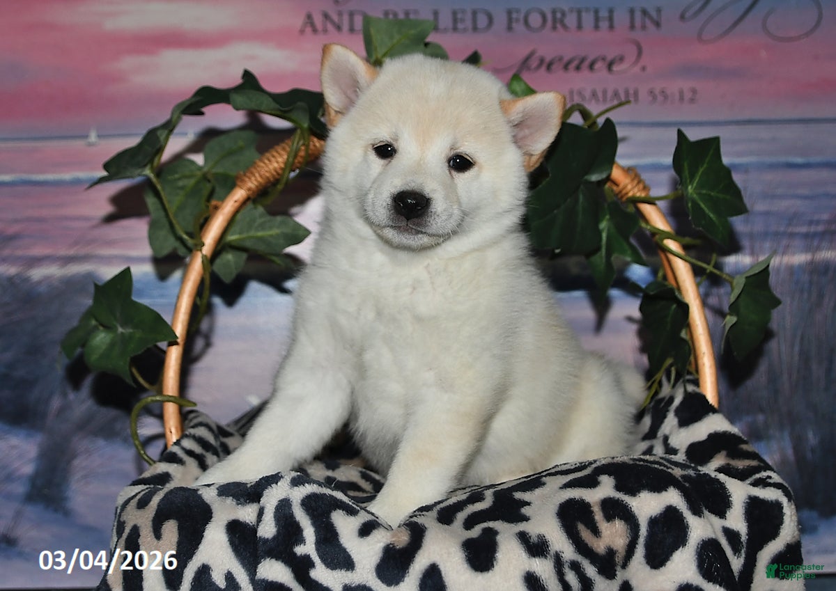 Shiba Inu dogs Gina - Ad 2