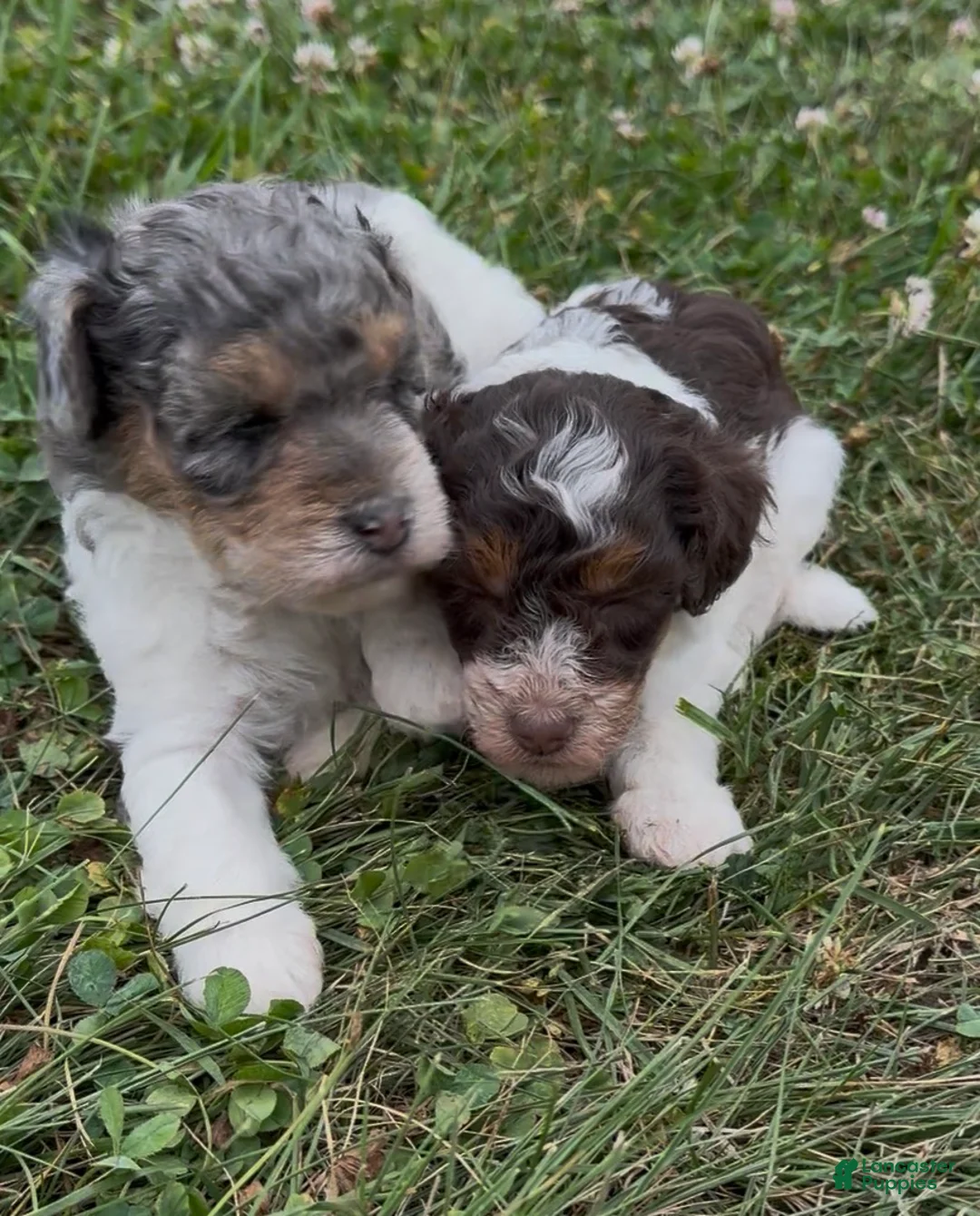 Miniature Poodle dogs for sale: Priscilla - Ad 3