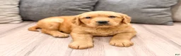 Golden Retriever dogs for sale: Hanna - Ad 4