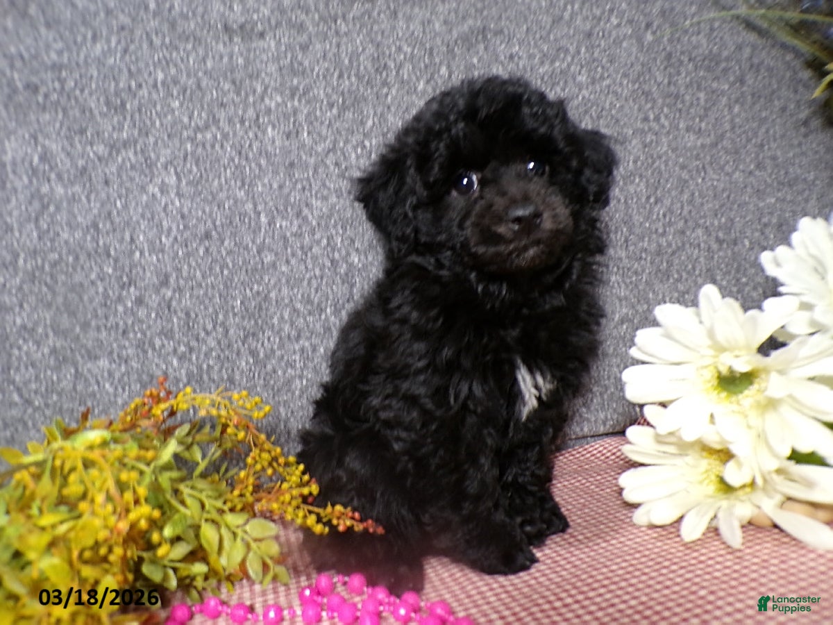 Havapoo dogs Sona  - Ad 2