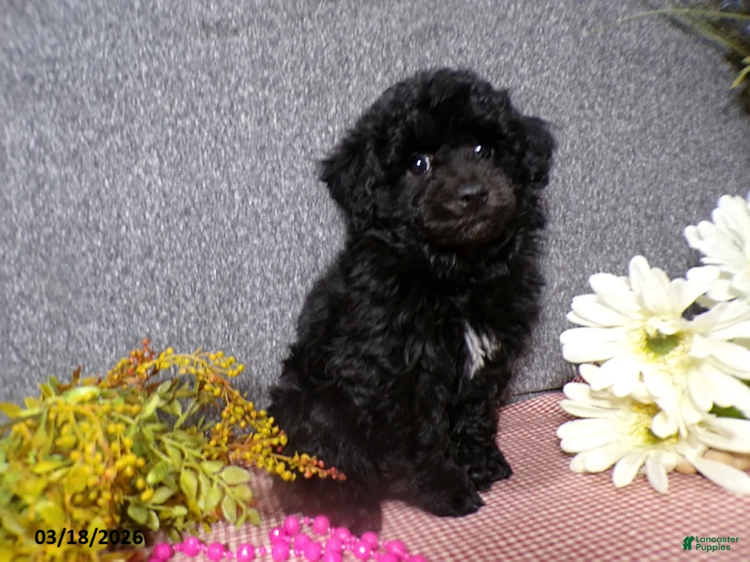 Havapoo dogs for sale: Sona  - Ad 2