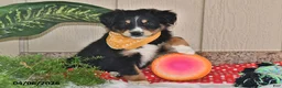 Australian Shepherd dogs for sale: Dolly - Ad 3
