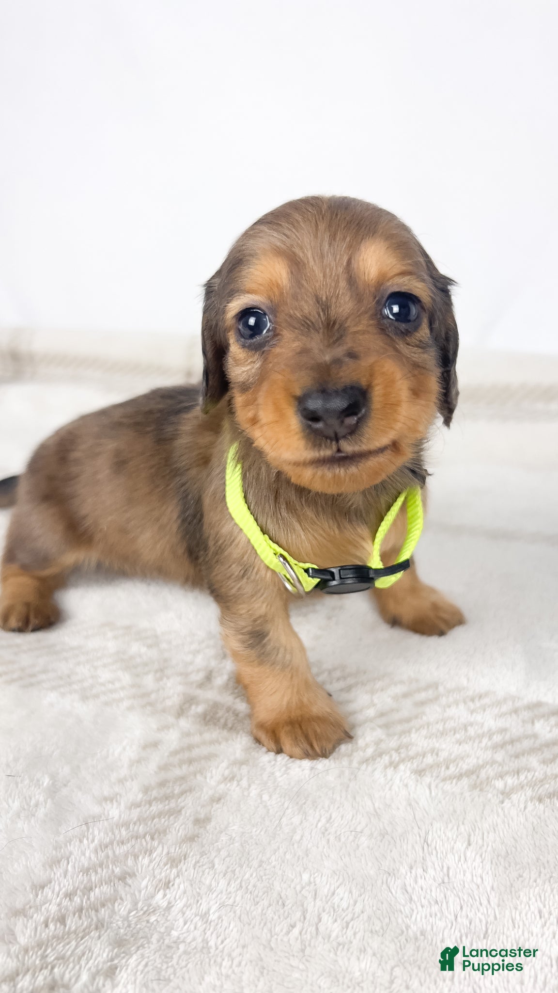 Miniature Dachshund dogs Peanuts - Ad 10