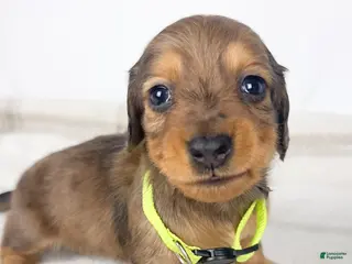Miniature Dachshund dogs Peanuts - Ad 15