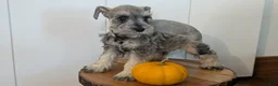 Miniature Schnauzer dogs for sale: Clover - Ad 3
