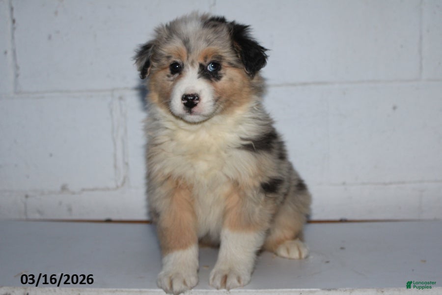 Australian Shepherd dogs Royal - Ad 1