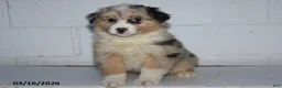 Australian Shepherd dogs for sale: Royal - Ad 1