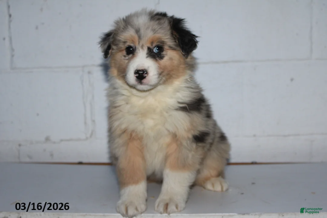 Australian Shepherd dogs for sale: Royal - Ad 1