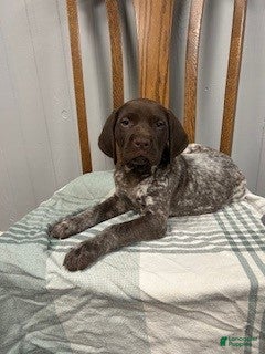 German Shorthaired Pointer dogs Duke - Ad 1
