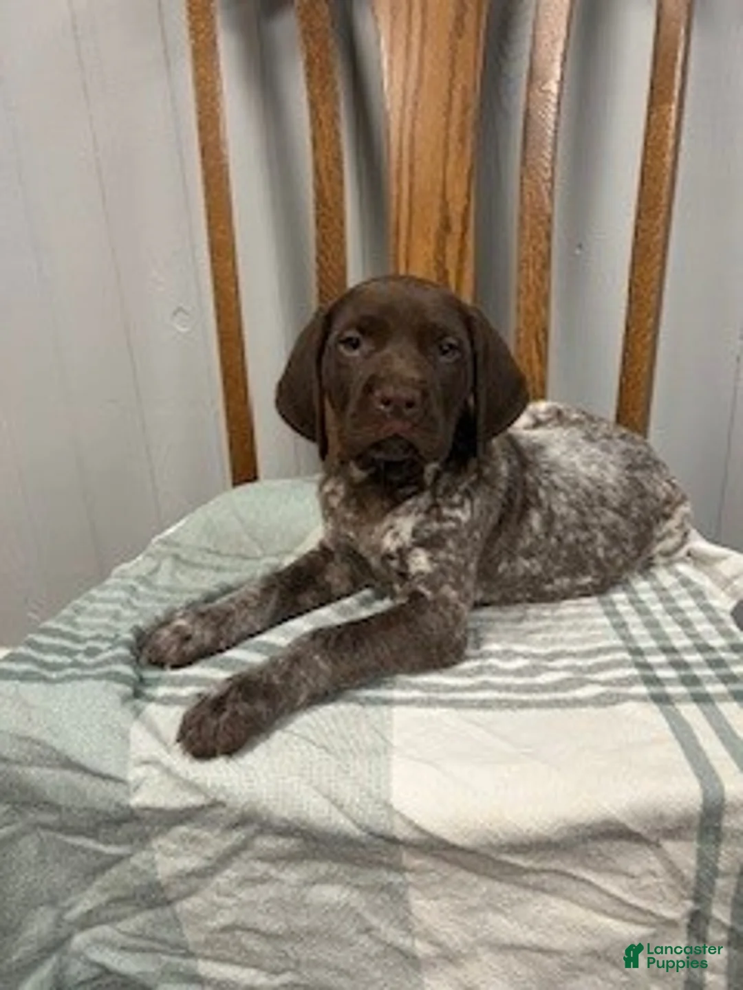German Shorthaired Pointer dogs for sale: Duke - Ad 1