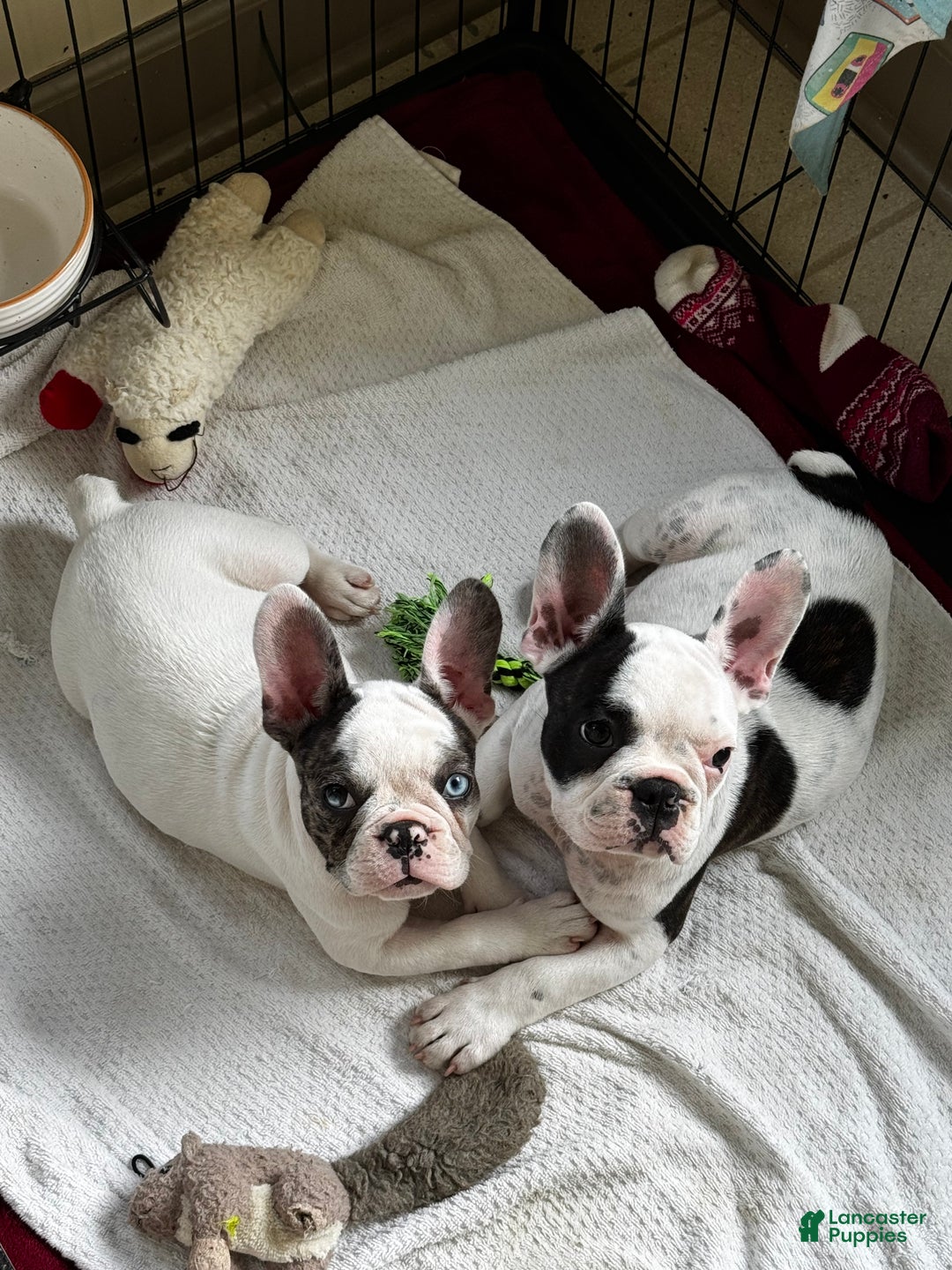 French Bulldog dogs for sale: French Bulldog Puppy 2 “Whisp” - Ad 2