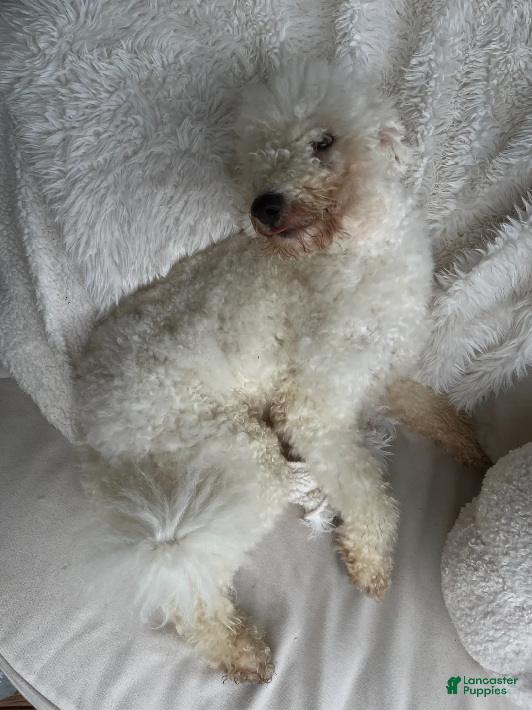 Mixed Breed dogs for sale: Mixed Breed Puppy 1 - Ad 2
