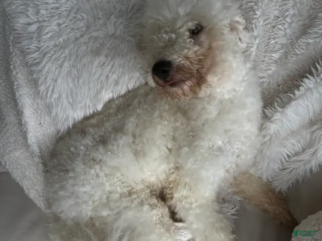 Mixed Breed dogs for sale: Mixed Breed Puppy 1 - Ad 2