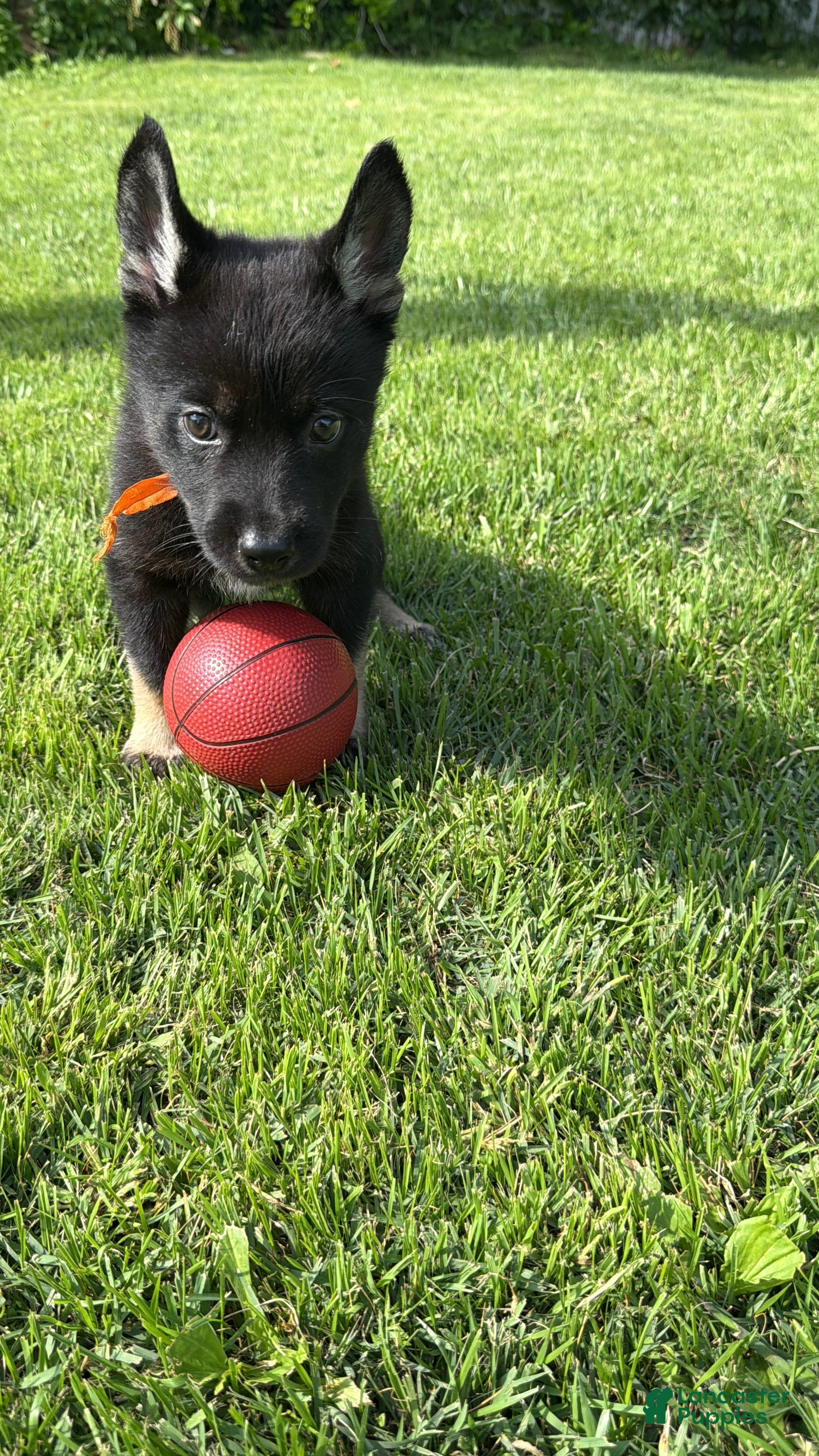Gerberian Shepsky dogs Harley - Ad 1