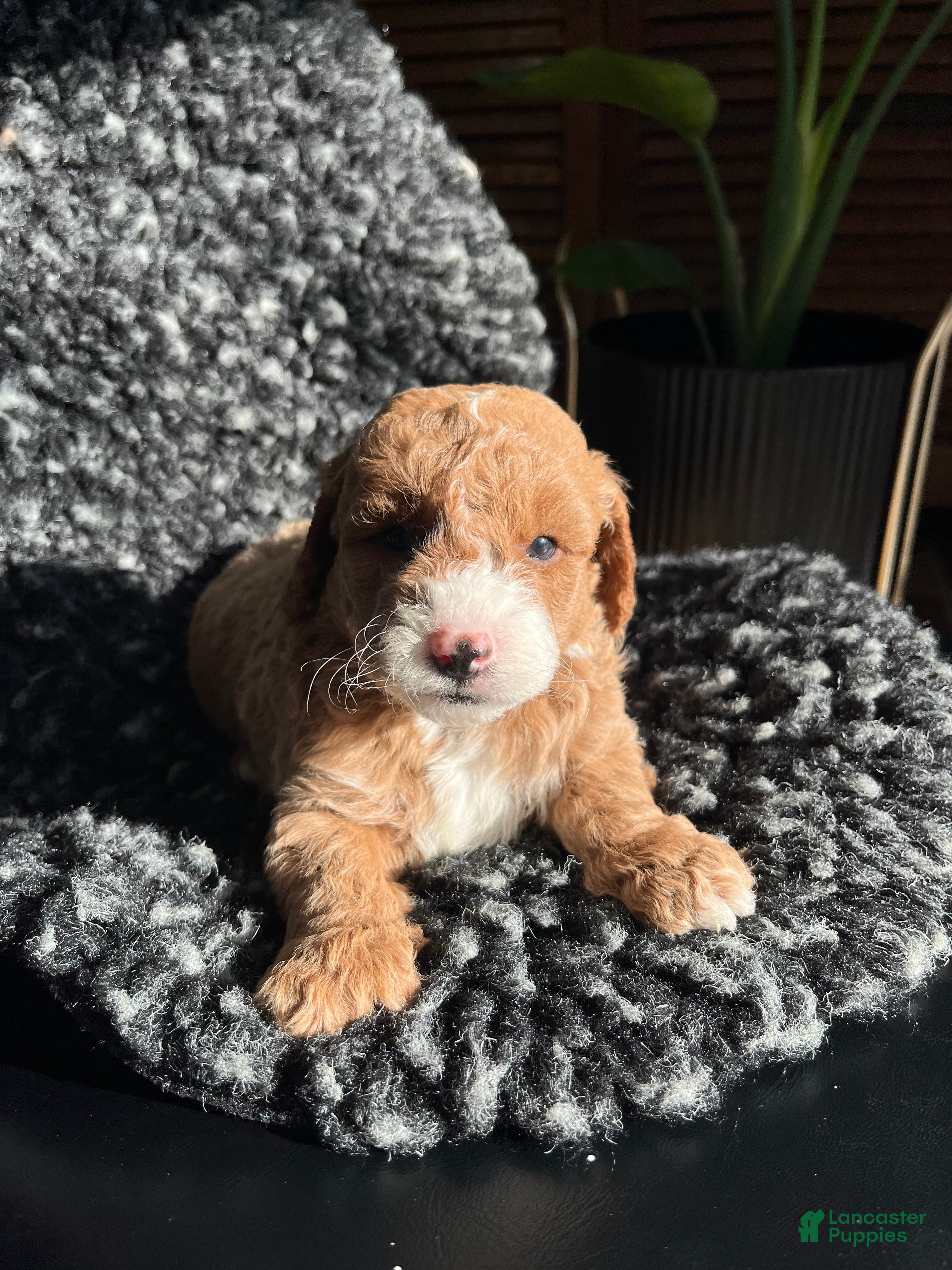 Mini Goldendoodle dogs Willow - Ad 35