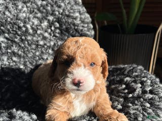Mini Goldendoodle dogs Willow - Ad 35