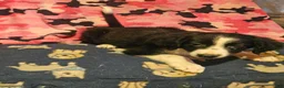 Border Collie dogs for sale: Noddy - Ad 10