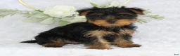 Yorkshire Terrier dogs for sale: Benny - Ad 4