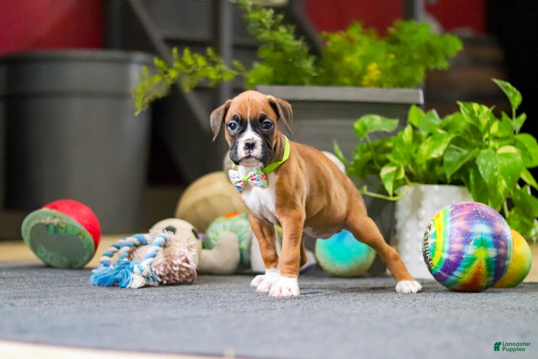 Boxer dogs for sale: Maxl - Ad 11