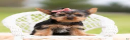 Yorkshire Terrier dogs for sale: Stella - Ad 2