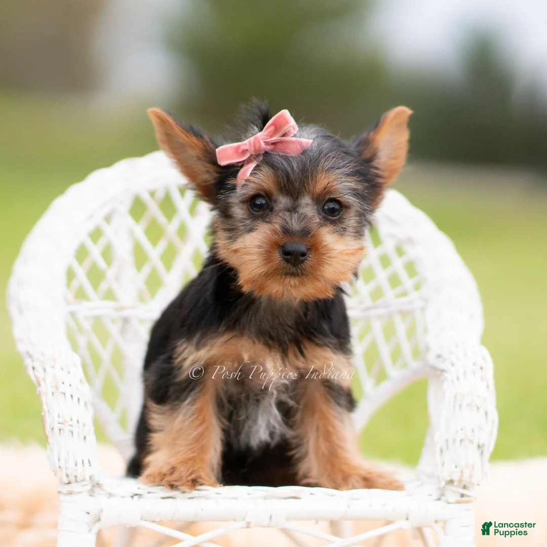 Yorkshire Terrier dogs for sale: Stella - Ad 2