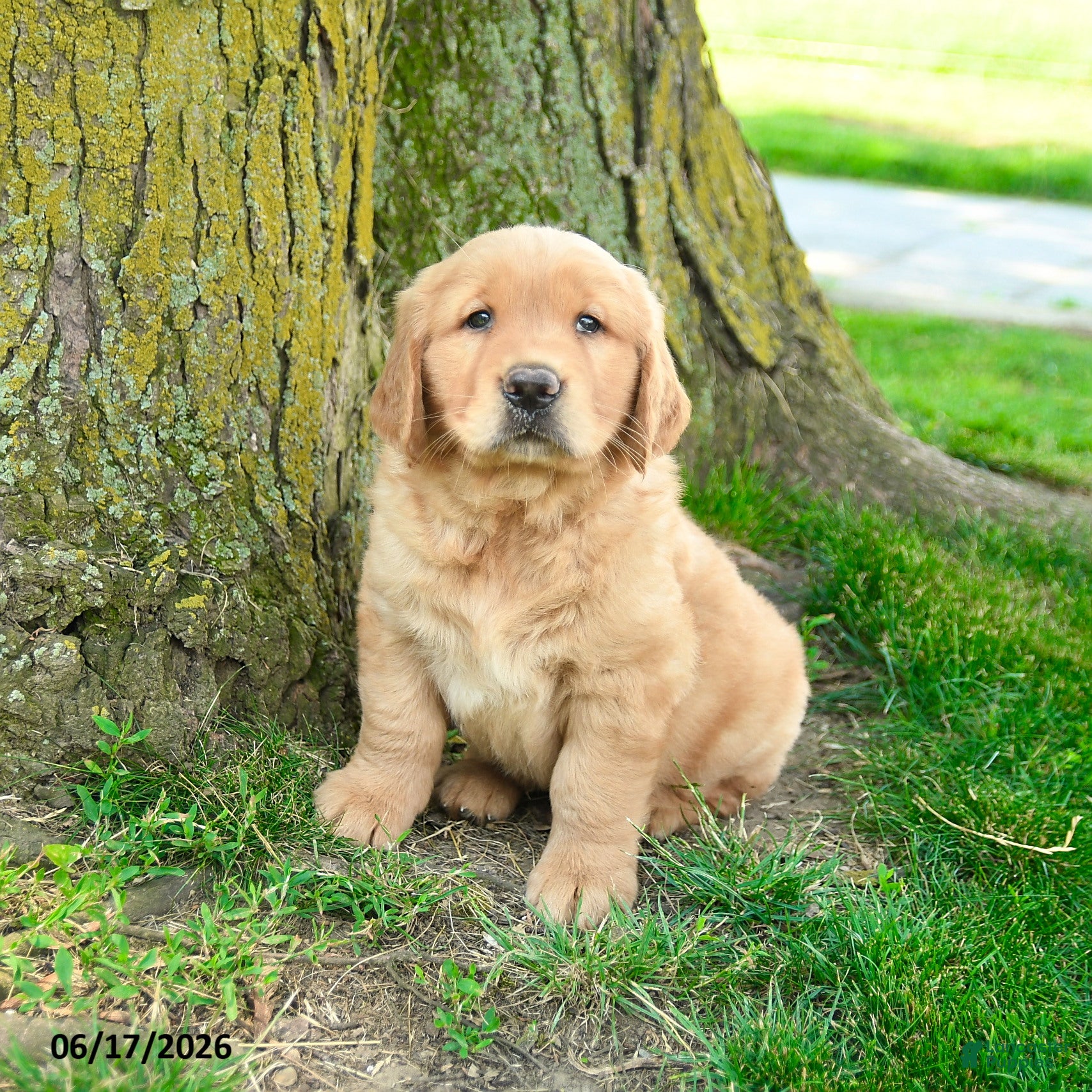 Golden Retriever dogs Preston - Ad 1