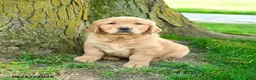Golden Retriever dogs for sale: Preston - Ad 1