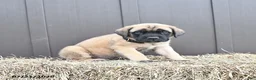English Mastiff dogs for sale: Moose - Ad 3