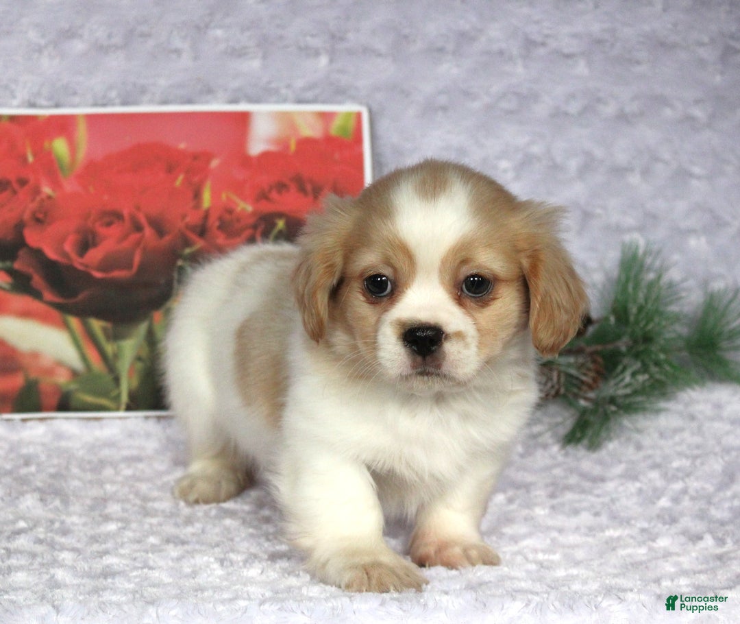 Shih Tzu dogs for sale: Kip - Ad 2