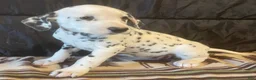 Dalmatian dogs for sale: Daffodil - Ad 1
