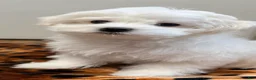 Maltese dogs for sale: Joy - Ad 1