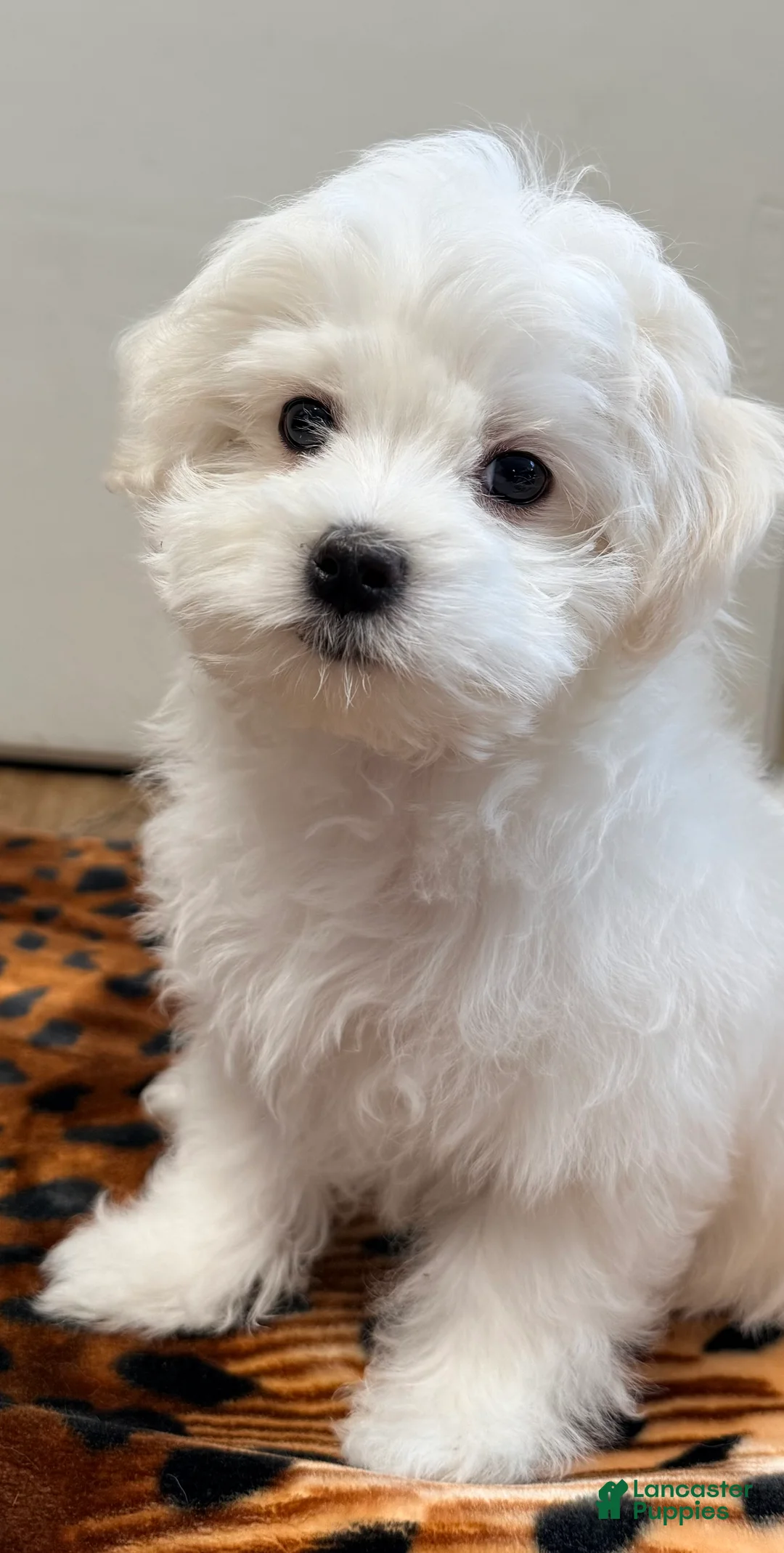 Maltese dogs for sale: Joy - Ad 1