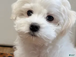 Maltese dogs Joy - Ad 5