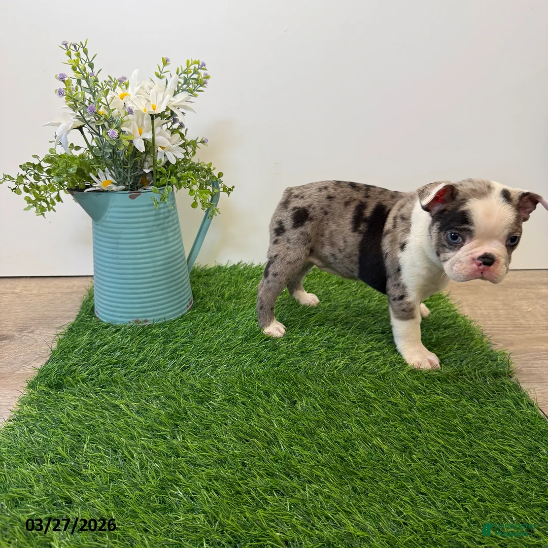 Boston Terrier dogs for sale: Marcy - Ad 3